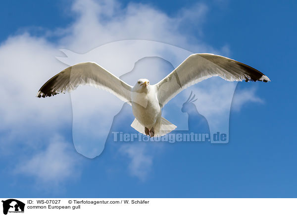 Silbermwe / common European gull / WS-07027
