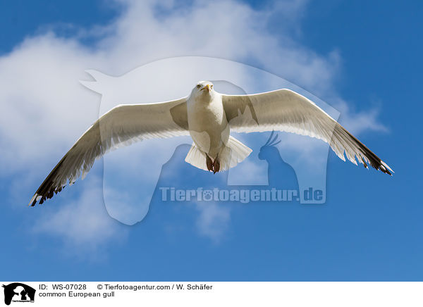 Silbermwe / common European gull / WS-07028