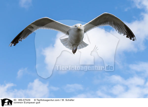 Silbermwe / common European gull / WS-07029