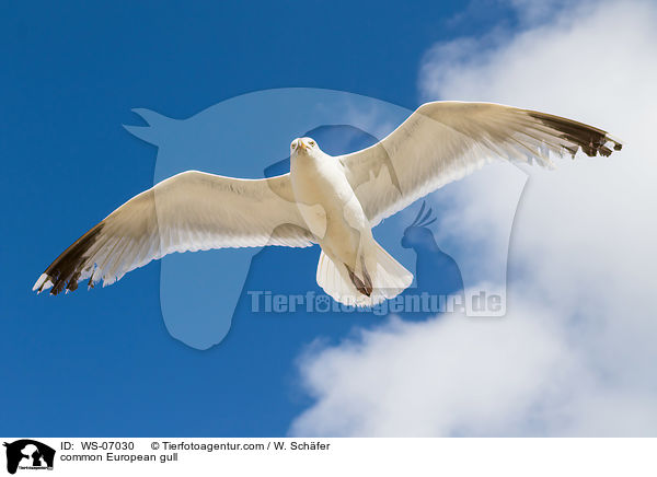 Silbermwe / common European gull / WS-07030