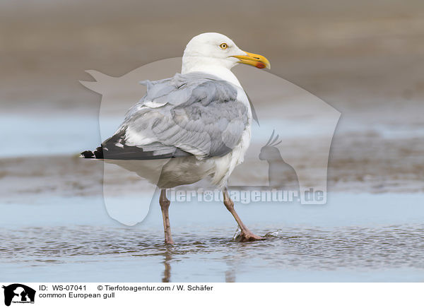 Silbermwe / common European gull / WS-07041
