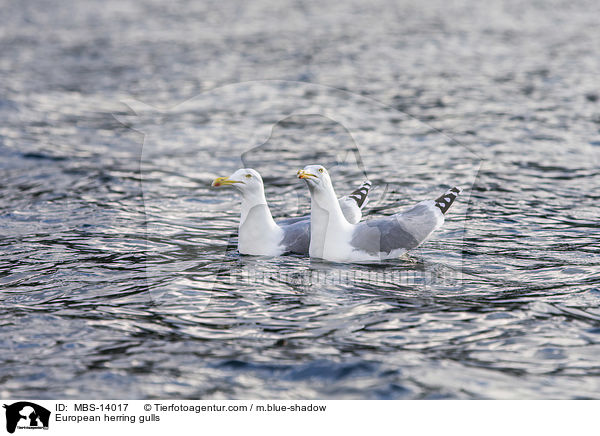 Silbermwen / European herring gulls / MBS-14017