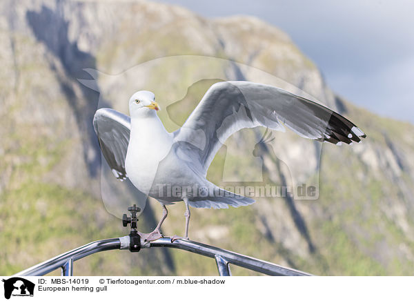 Silbermwe / European herring gull / MBS-14019