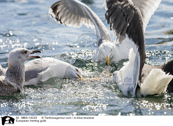 Silbermwen / European herring gulls / MBS-14025