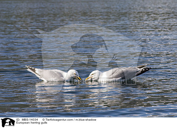 Silbermwen / European herring gulls / MBS-14034