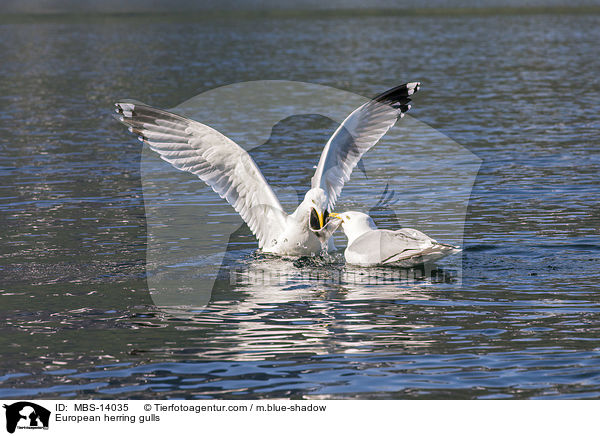 Silbermwen / European herring gulls / MBS-14035