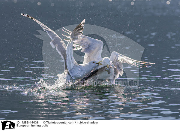 Silbermwen / European herring gulls / MBS-14038