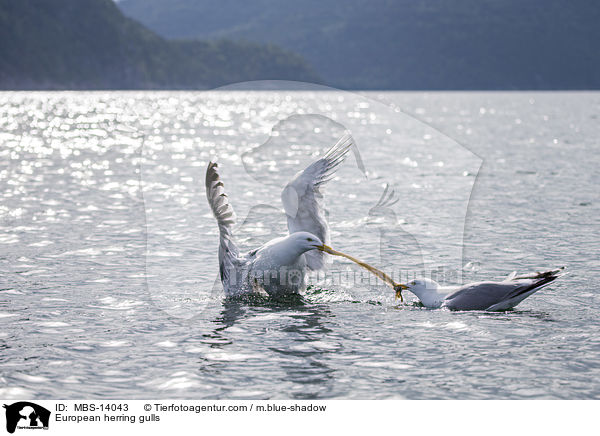 Silbermwen / European herring gulls / MBS-14043