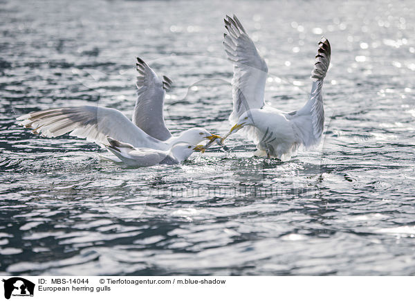 Silbermwen / European herring gulls / MBS-14044