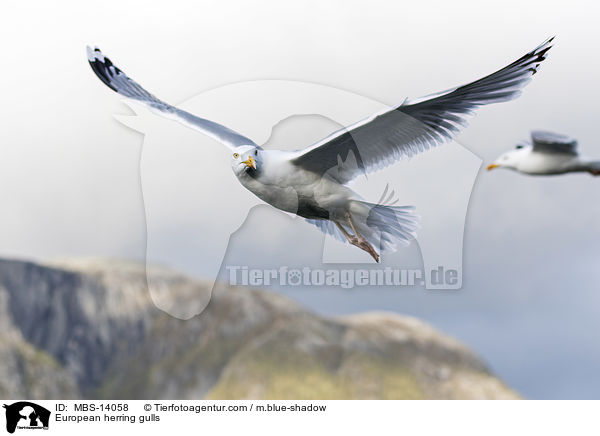 Silbermwen / European herring gulls / MBS-14058