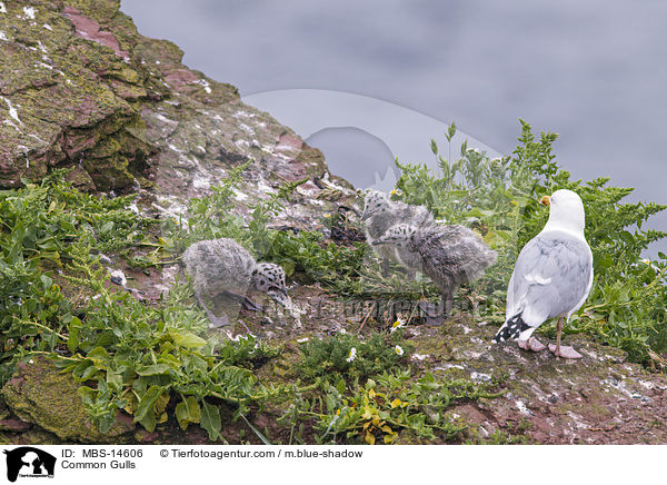 Silbermwen / Common Gulls / MBS-14606