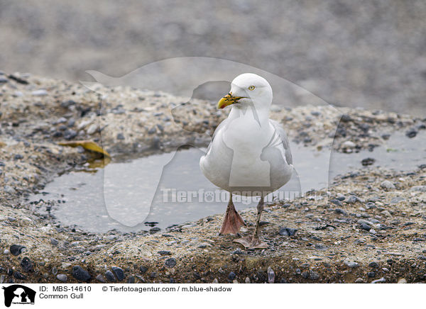 Silbermwe / Common Gull / MBS-14610