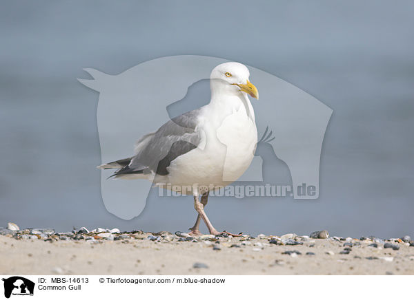 Common Gull / MBS-14613