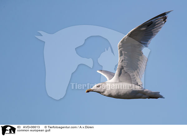 Silbermwe / common european gull / AVD-06613