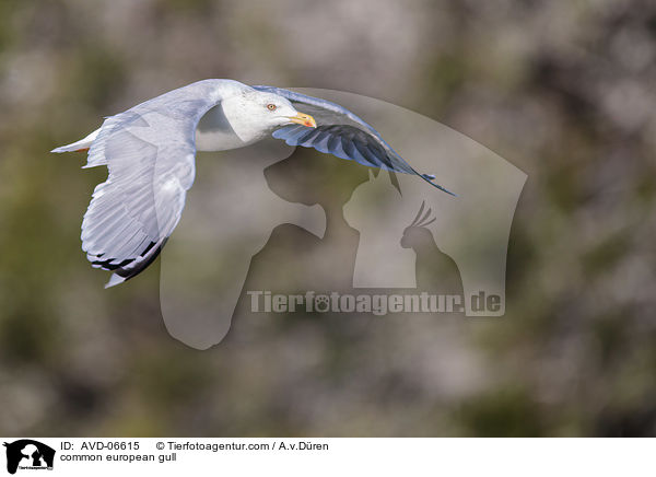 Silbermwe / common european gull / AVD-06615