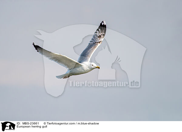 Silbermwe / European herring gull / MBS-23661