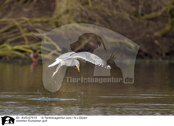 common European gull / AVD-07515