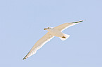 European herring gull