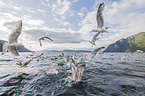 European herring gulls