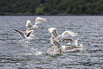 European herring gulls