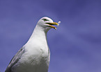 common european gull