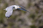 common european gull