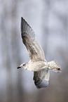 common European gull