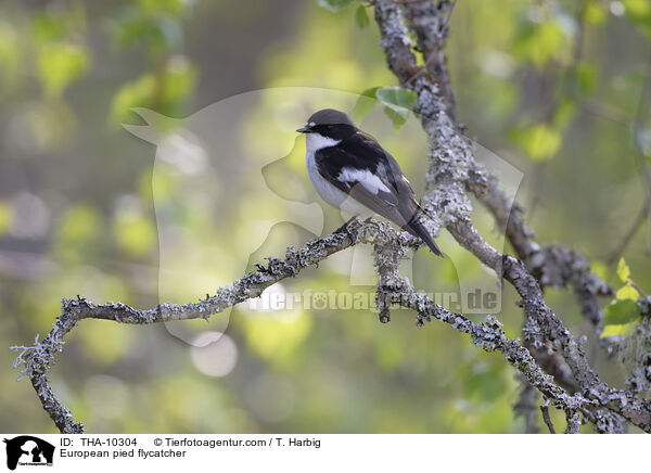 Trauerschnpper / European pied flycatcher / THA-10304