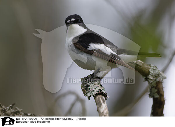 Trauerschnpper / European pied flycatcher / THA-10306