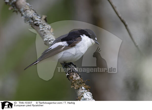 Trauerschnpper / European pied flycatcher / THA-10307