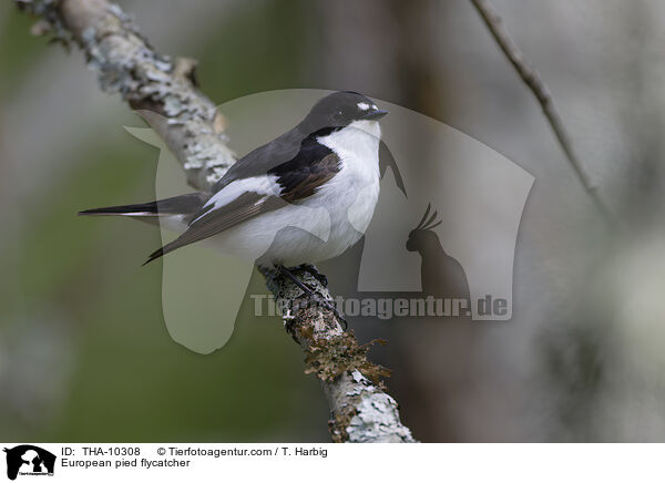 Trauerschnpper / European pied flycatcher / THA-10308