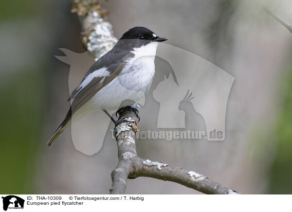 Trauerschnpper / European pied flycatcher / THA-10309