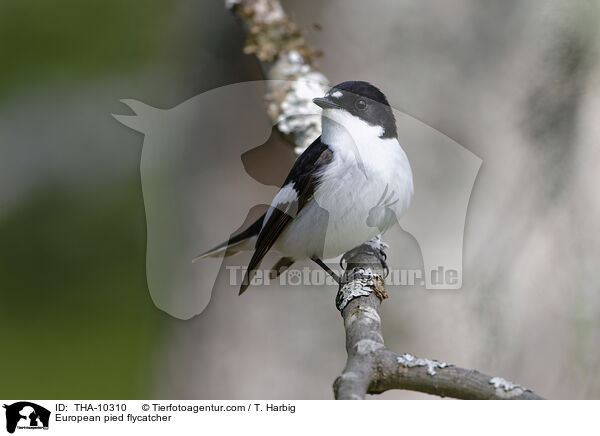 Trauerschnpper / European pied flycatcher / THA-10310