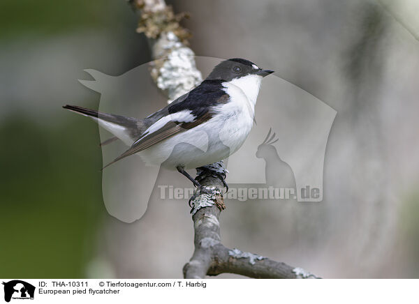 Trauerschnpper / European pied flycatcher / THA-10311