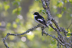 European pied flycatcher