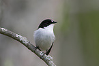 European pied flycatcher