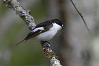 European pied flycatcher