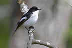 European pied flycatcher