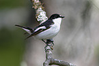 European pied flycatcher