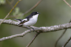 European pied flycatcher