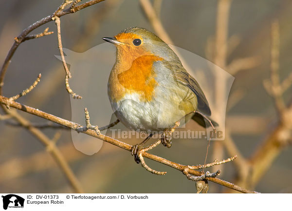 Rotkehlchen / European Robin / DV-01373