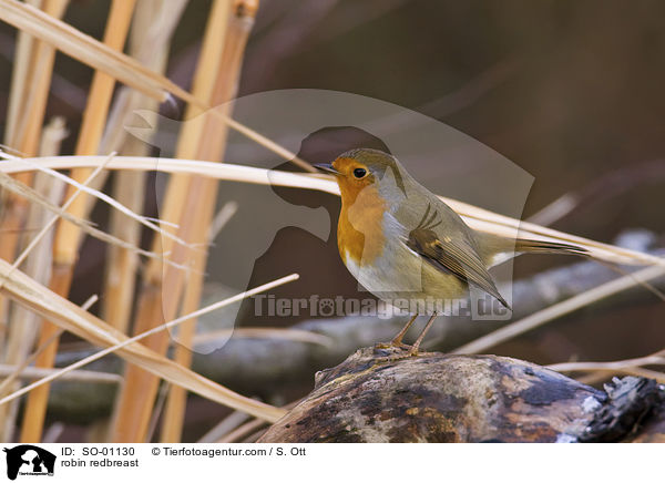 robin redbreast / SO-01130