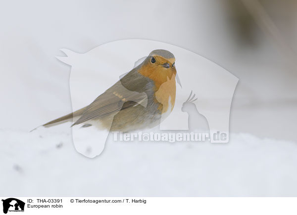 Rotkehlchen / European robin / THA-03391