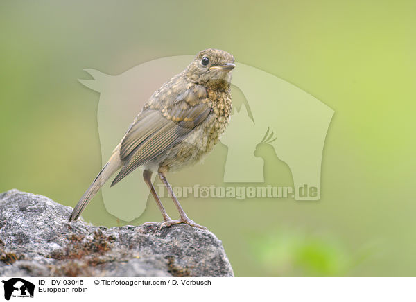 Rotkehlchen / European robin / DV-03045