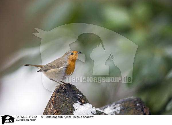 Rotkehlchen / European robin / MBS-11732