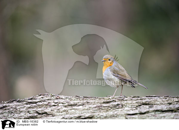 Rotkehlchen / European robin / MBS-16382