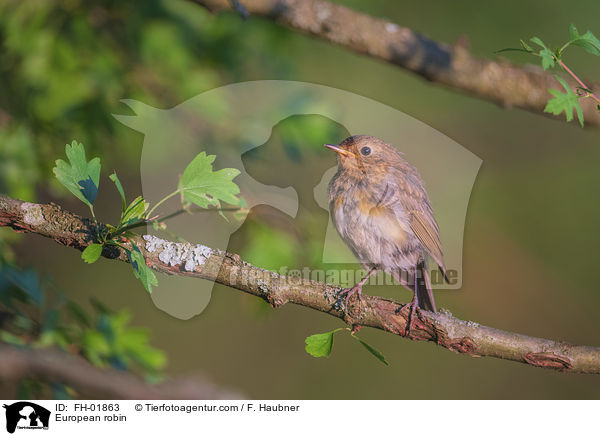 Rotkehlchen / European robin / FH-01863