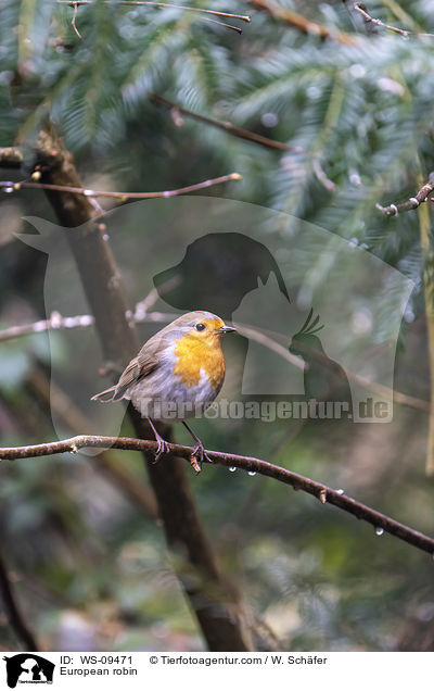 Rotkehlchen / European robin / WS-09471