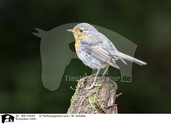 Rotkehlchen / European robin / WS-10045