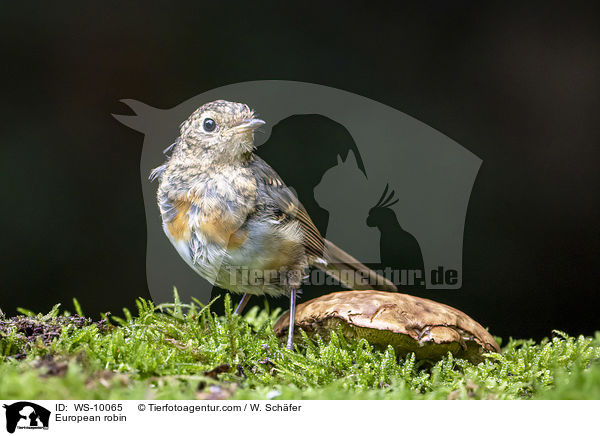 Rotkehlchen / European robin / WS-10065